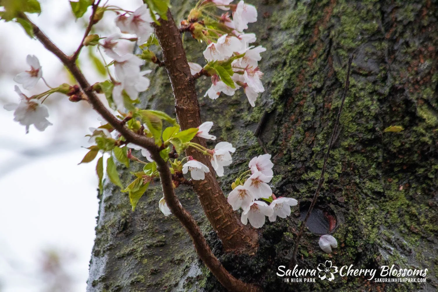 Sakura Watch April 29, 2023 - As rain falls, so do the cherry